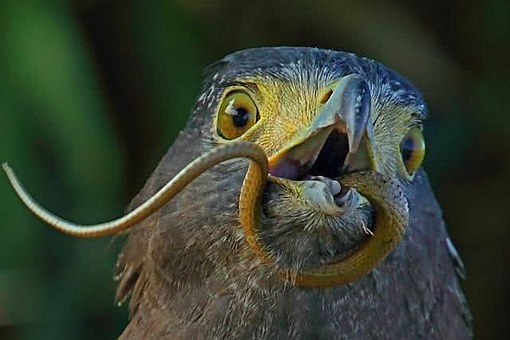 饮鸩止渴中的鸩是什么