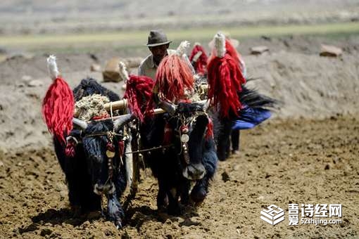 抬杠在古代是一种习俗?抬杠是怎么来的?