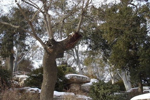 景山崇祯上吊的树在哪 崇祯皇帝吊死的煤山在哪里