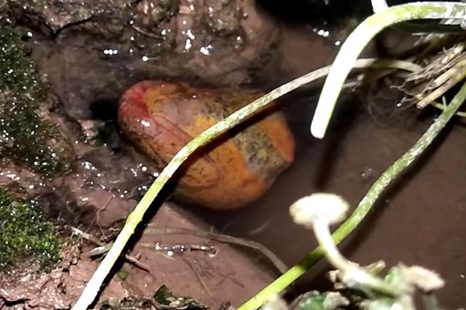 望月鳝真的存在吗?,望月鳝真的存在吗?百度百科