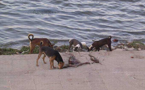 恒河浮尸里面的尸体到底从哪里来的?都是哪些人? 恒河浮尸里面的尸体到底从哪里来的?都是哪些人?