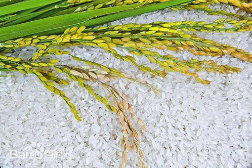 康熙御稻米是什么米 揭秘康熙与他的杂交水稻 康熙御稻米是什么米 揭秘康熙与他的杂交水稻