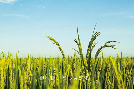 康熙御稻米是什么米 揭秘康熙与他的杂交水稻 康熙御稻米是什么米 揭秘康熙与他的杂交水稻