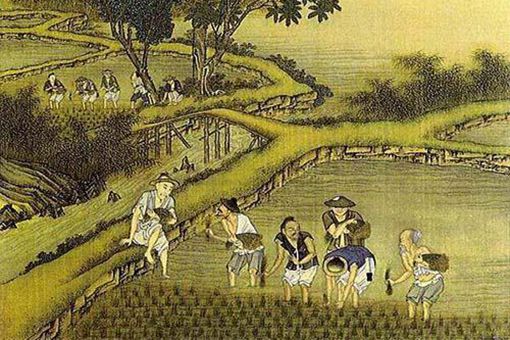 康熙御稻米是什么米 揭秘康熙与他的杂交水稻 康熙御稻米是什么米 揭秘康熙与他的杂交水稻