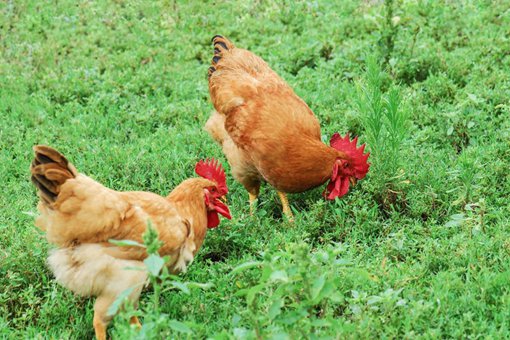 手无缚鸡之力在古代什么意思 有什么深层含义