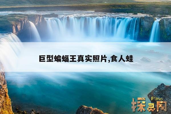 巨型蝙蝠王真实照片,食人蛙