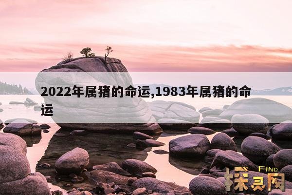 2022年属猪的命运,1983年属猪的命运