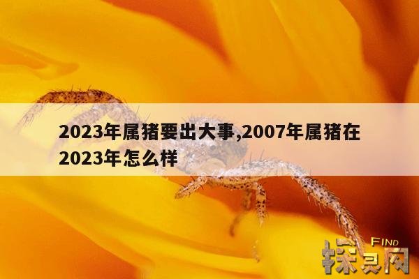 2023年属猪要出大事,2007年属猪在2023年怎么样