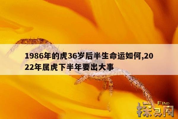 1986年的虎36岁后半生命运如何,2022年属虎下半年要出大事