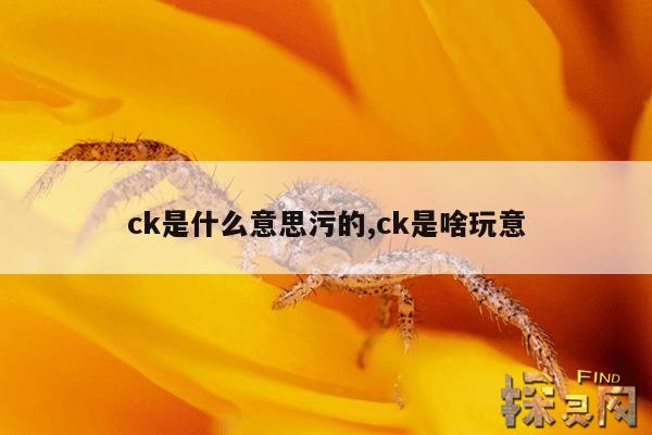 ck是什么意思污的,ck是啥玩意