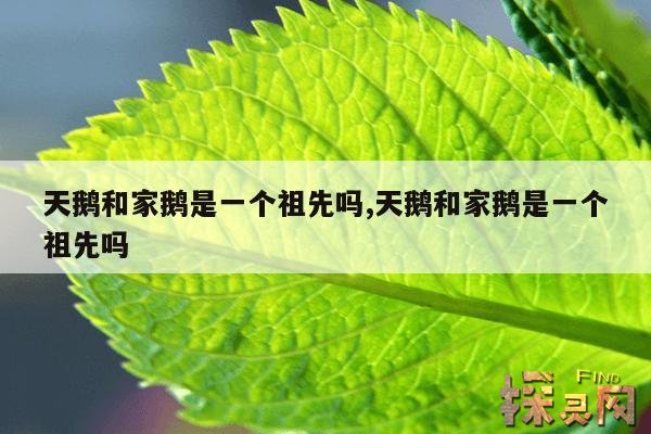 天鹅和家鹅是一个祖先吗,天鹅和家鹅是一个祖先吗