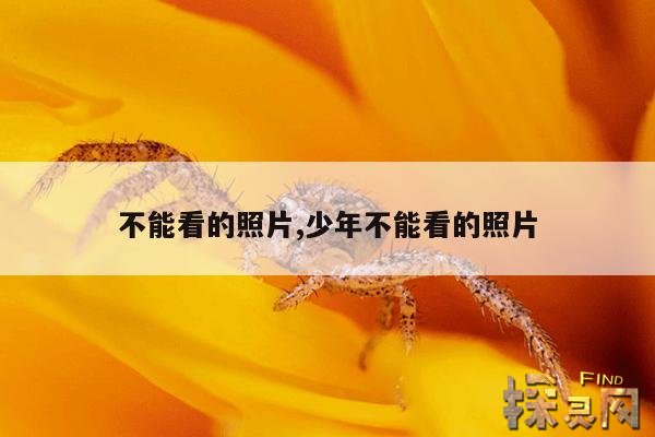 不能看的照片,少年不能看的照片