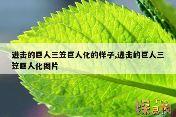进击的巨人三笠巨人化的样子,进击的巨人三笠巨人化图片