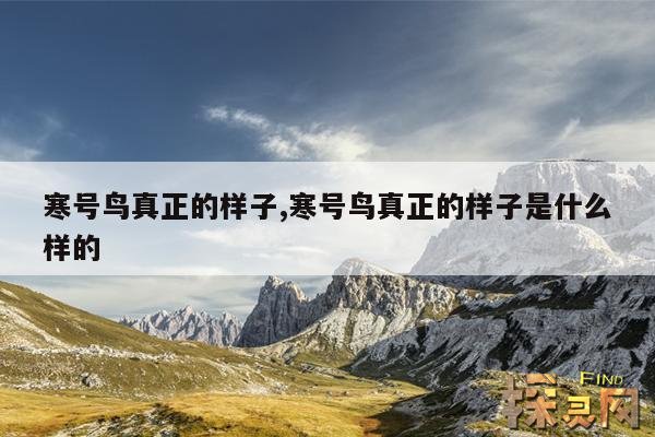 寒号鸟真正的样子,寒号鸟真正的样子是什么样的