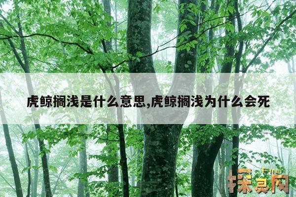 虎鲸搁浅是什么意思,虎鲸搁浅为什么会死