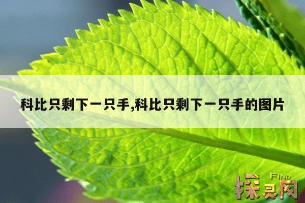 科比只剩下一只手,科比只剩下一只手的图片