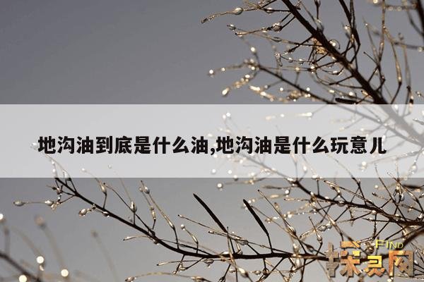 地沟油到底是什么油,地沟油是什么玩意儿