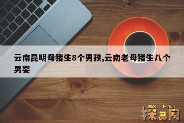 云南昆明母猪生8个男孩,云南老母猪生八个男婴