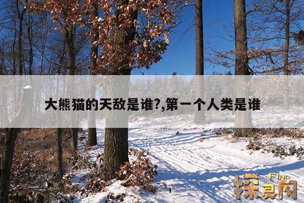 大熊猫的天敌是谁?,第一个人类是谁
