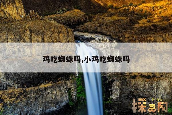 鸡吃蜘蛛吗,小鸡吃蜘蛛吗