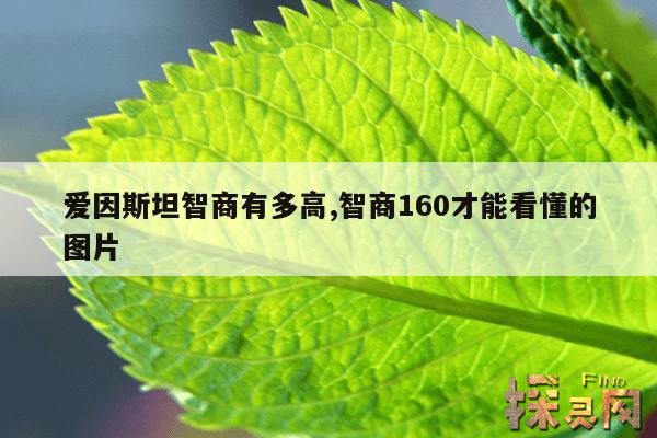 爱因斯坦智商有多高,智商160才能看懂的图片