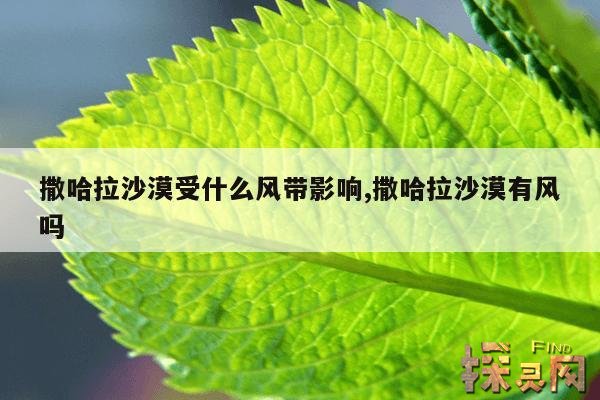 撒哈拉沙漠受什么风带影响,撒哈拉沙漠有风吗