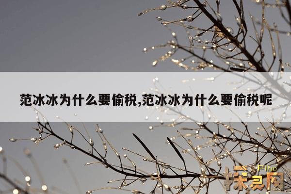 范冰冰为什么要偷税,范冰冰为什么要偷税呢
