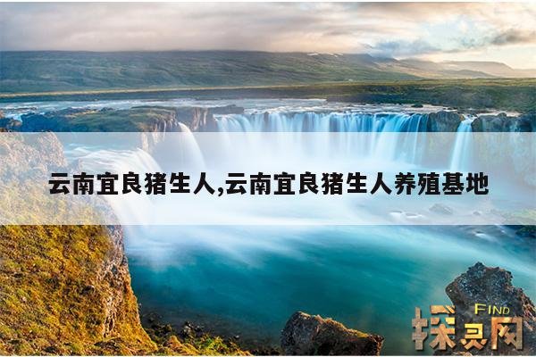 云南宜良猪生人,云南宜良猪生人养殖基地