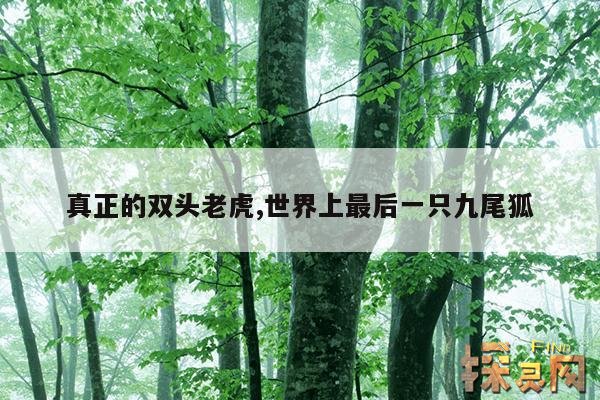 真正的双头老虎,世界上最后一只九尾狐