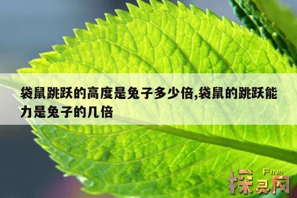 袋鼠跳跃的高度是兔子多少倍,袋鼠的跳跃能力是兔子的几倍