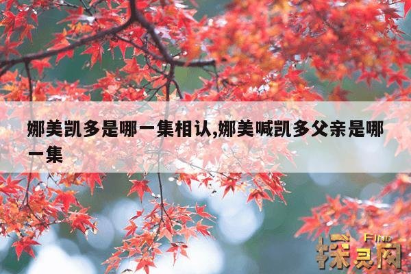 娜美凯多是哪一集相认,娜美喊凯多父亲是哪一集