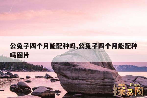 公兔子四个月能配种吗,公兔子四个月能配种吗图片