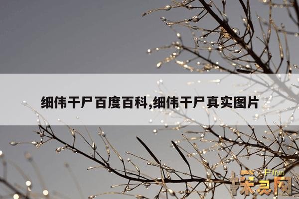 细伟干尸百度百科,细伟干尸真实图片