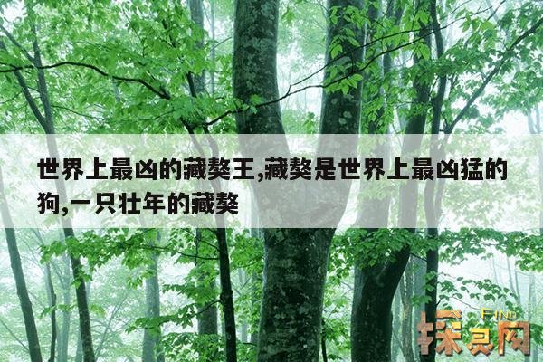 世界上最凶的藏獒王,藏獒是世界上最凶猛的狗,一只壮年的藏獒