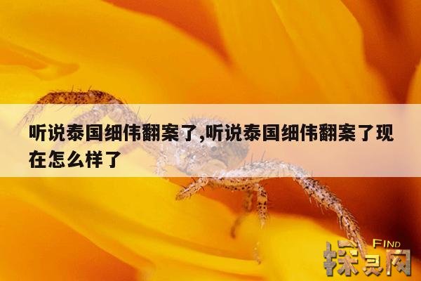 听说泰国细伟翻案了,听说泰国细伟翻案了现在怎么样了