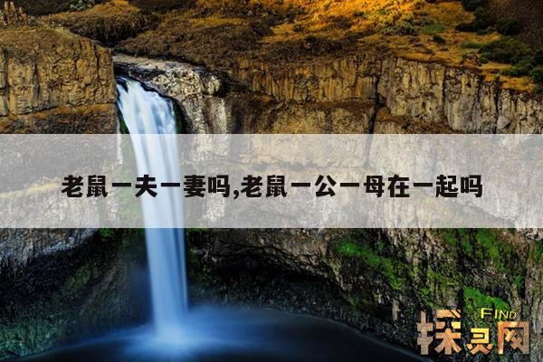 老鼠一夫一妻吗?,老鼠有夫妻吗?