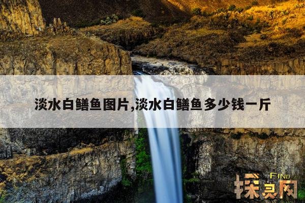 淡水白鳝鱼图片,淡水白鳝鱼多少钱一斤