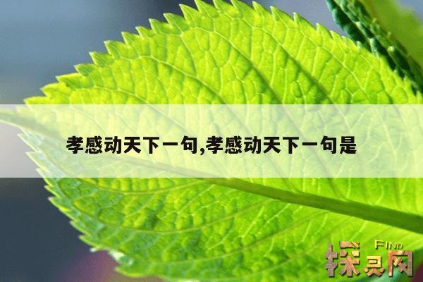 孝感动天下一句,孝感动天的意思是什么？