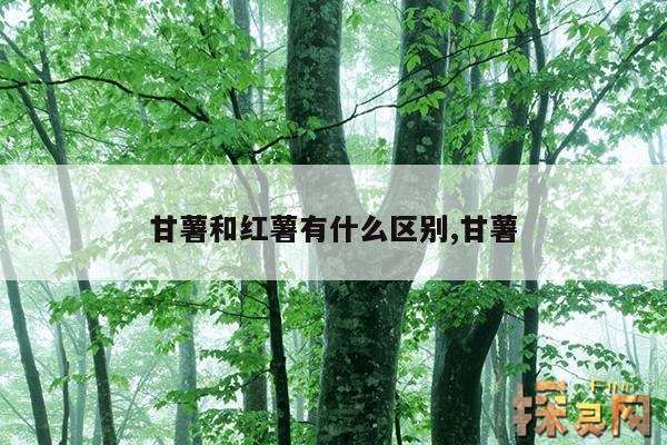 甘薯和红薯有什么区别,甘薯和红薯有什么区别吗?