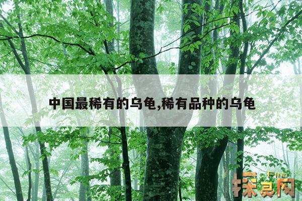 中国最稀有的乌龟,稀有品种的乌龟