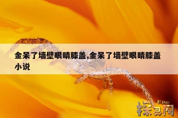 金呆了墙壁眼睛膝盖,金呆了墙壁眼睛膝盖 小说