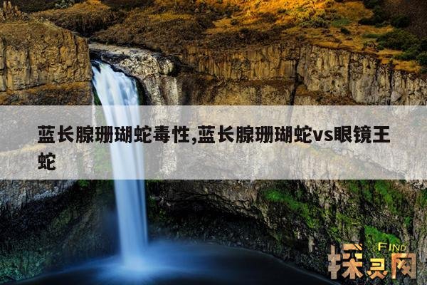 蓝长腺珊瑚蛇毒性,蓝长腺珊瑚蛇vs眼镜王蛇