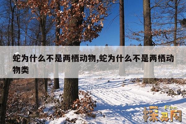 蛇为什么不是两栖动物,蛇为什么不是两栖动物类
