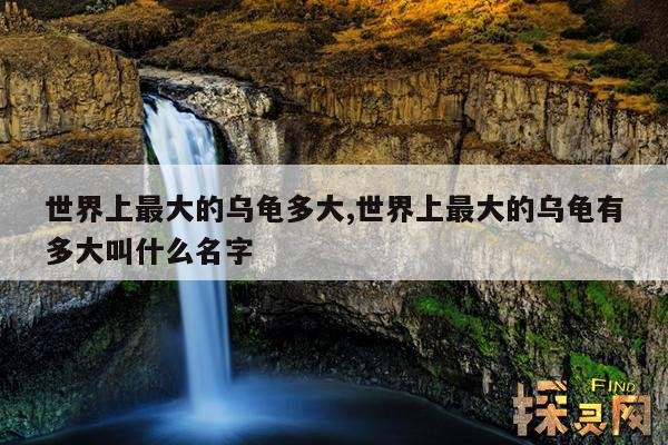 世界上最大的乌龟多大,世界上最大的乌龟有多大叫什么名字