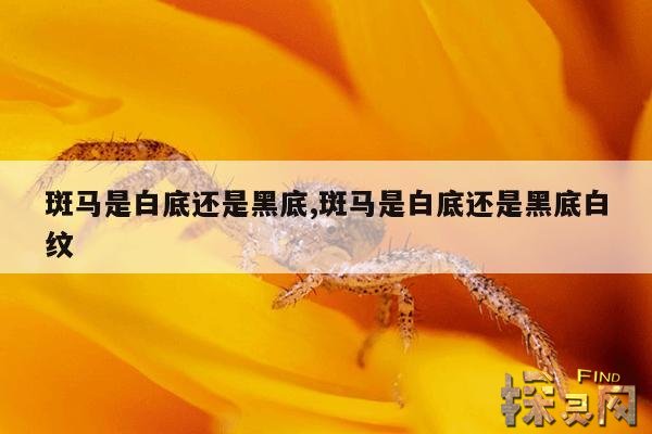 斑马是白底还是黑底,斑马是白底还是黑底白纹