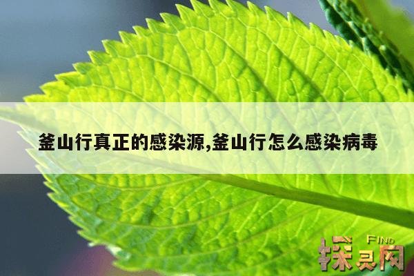 釜山行真正的感染源,釜山行怎么感染病毒