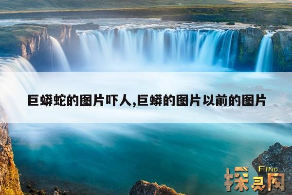 巨蟒蛇的图片吓人,巨蟒的图片以前的图片