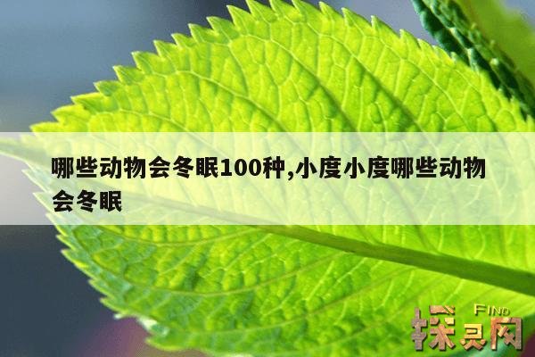 哪些动物会冬眠100种,小度小度哪些动物会冬眠