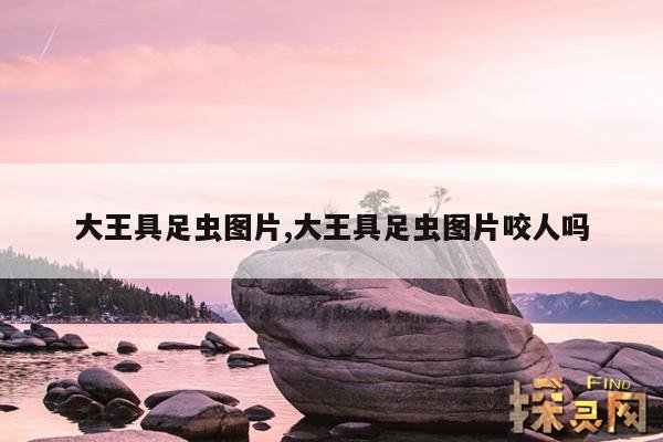 大王具足虫图片,大王具足虫图片咬人吗