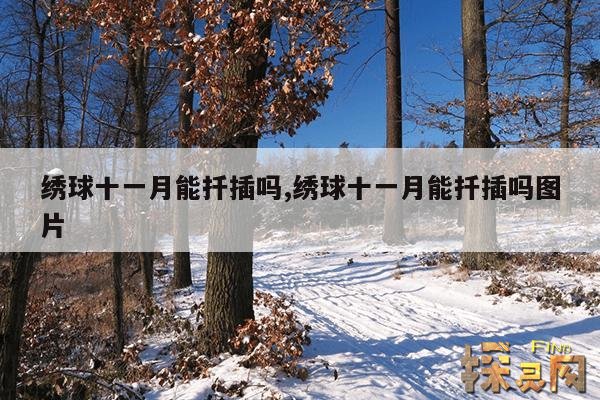 绣球十一月能扦插吗?,绣球花11月份修剪可以吗?